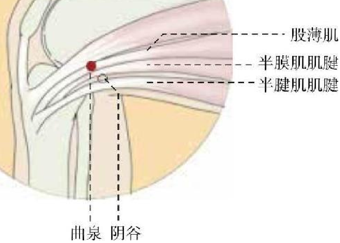 《穴位按摩速查全真圖解》<BR>陳以國-成澤東-吳鳳霞插圖24